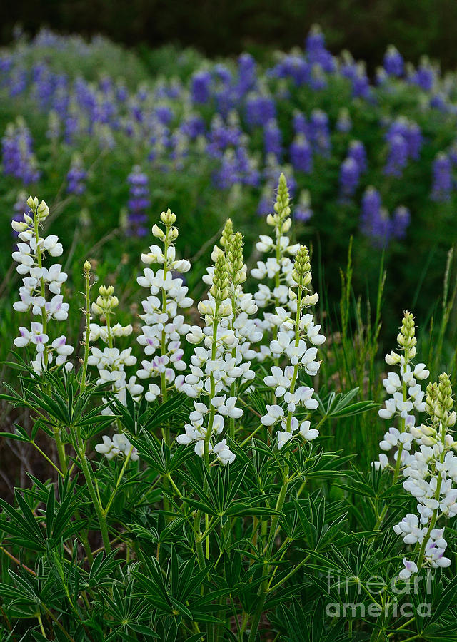 White Lupine Photograph by Kelly Black