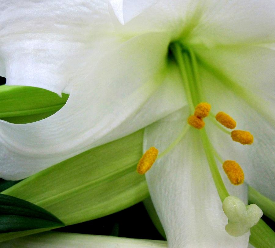 Flower Photograph - White Macro-2 by Bonita Brandt