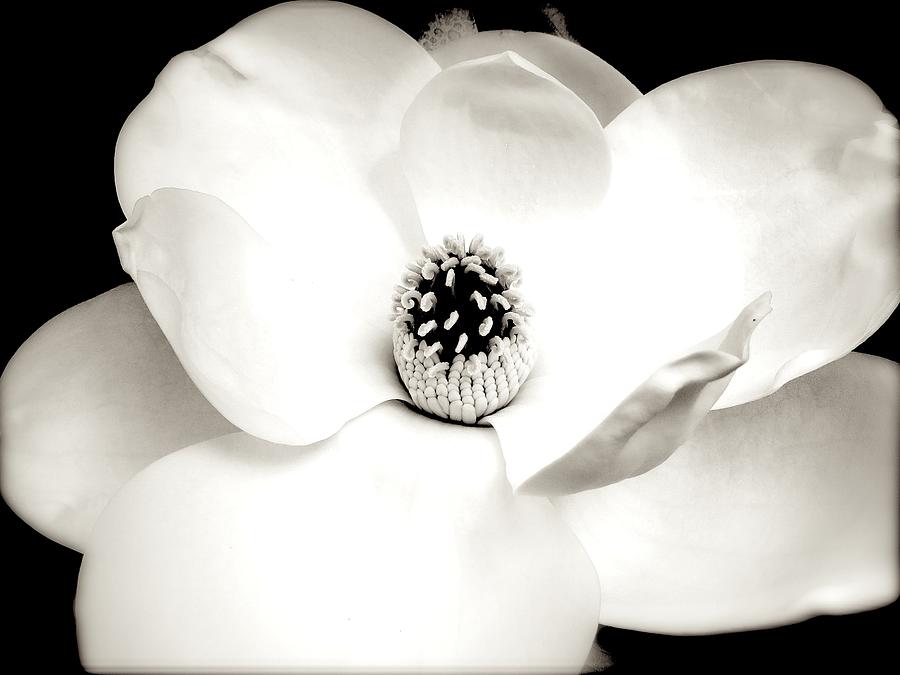 White Magnolia Photograph by Angie Mahoney