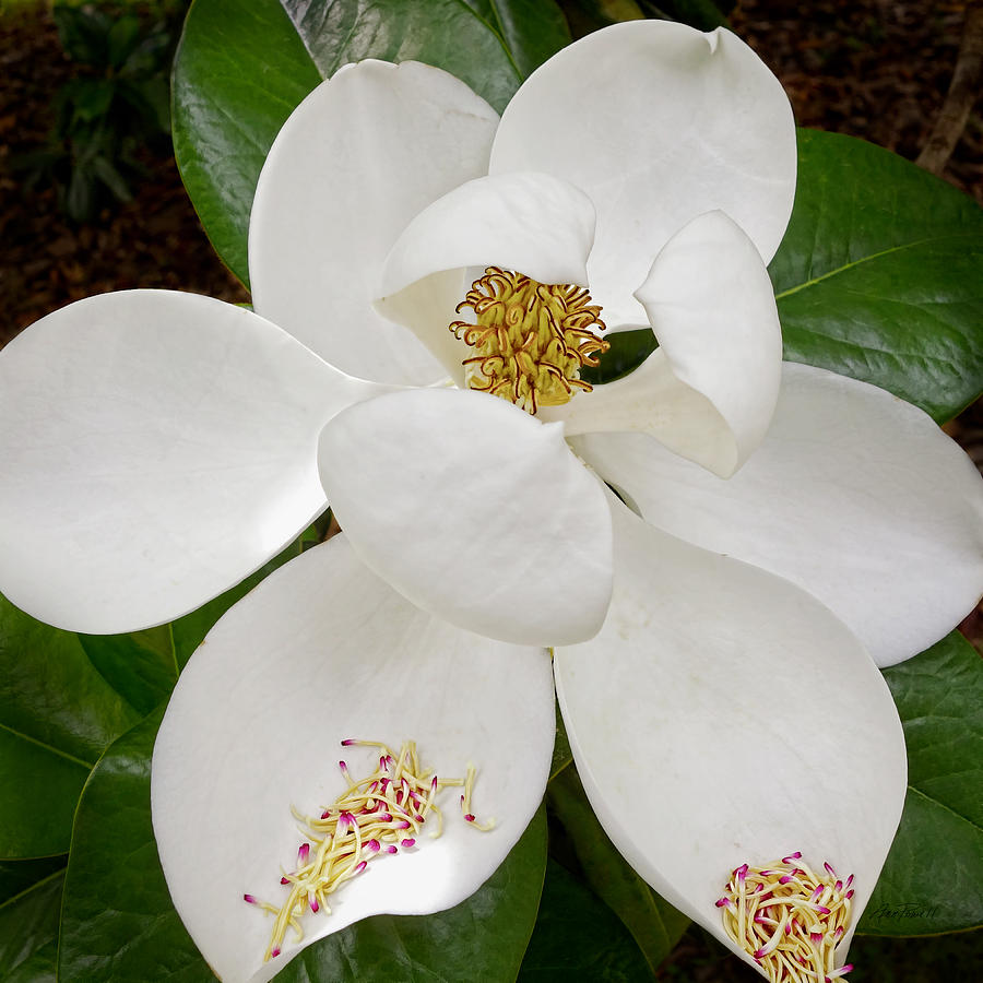 Magnolia Movie Photograph - White Magnolia by Ann Powell
