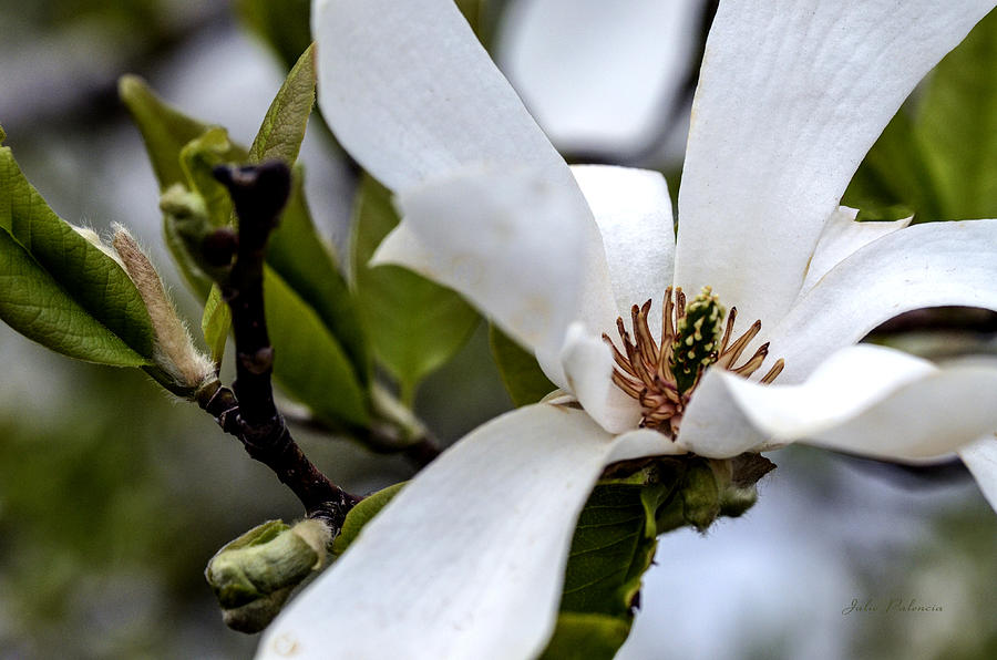 White Magnolia Bloom Photograph by Julie Palencia