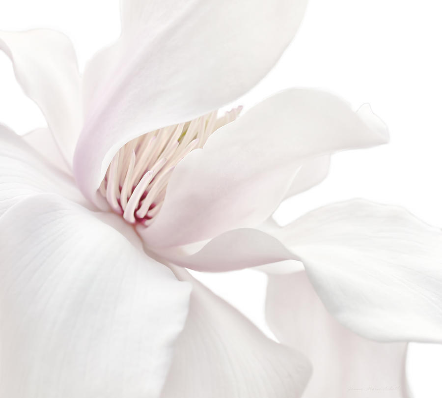 Spring Photograph - Shy White Magnolia Blossom  by Jennie Marie Schell