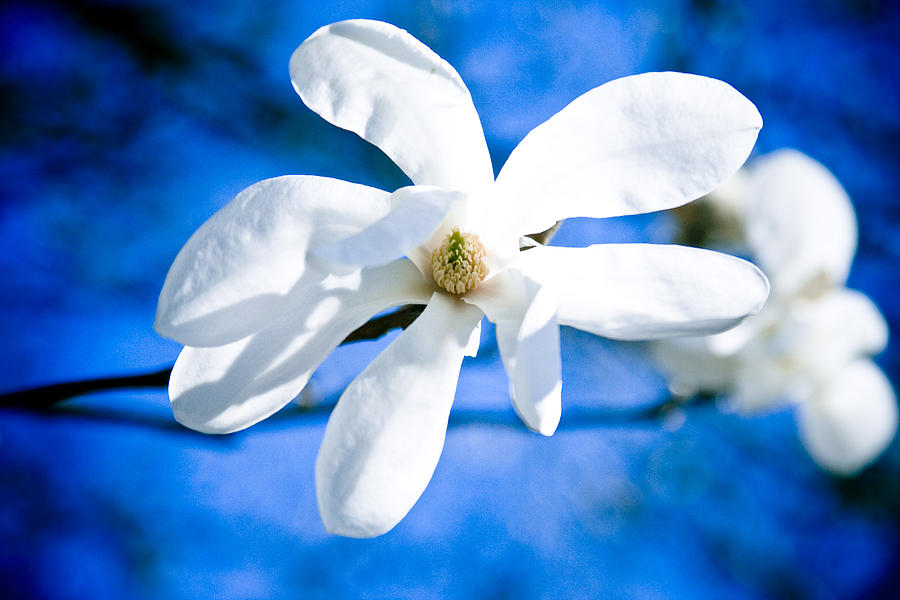 White Magnolia Blossom Photograph by Raimond Klavins