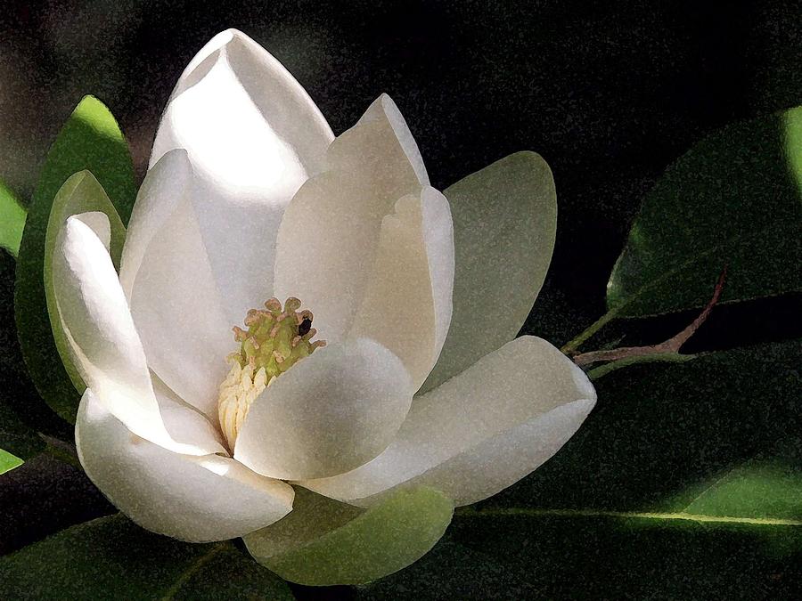 White Magnolia Photograph by Carolyn Jacob