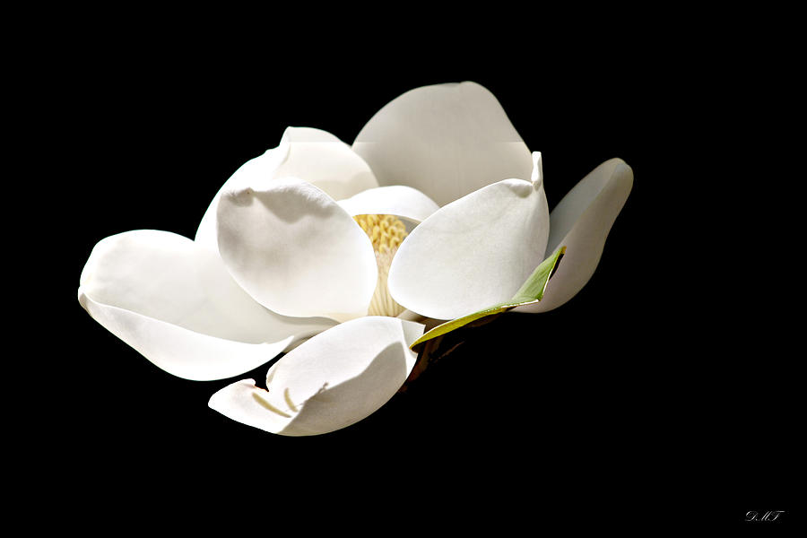 White Magnolia  Photograph by Debra Forand