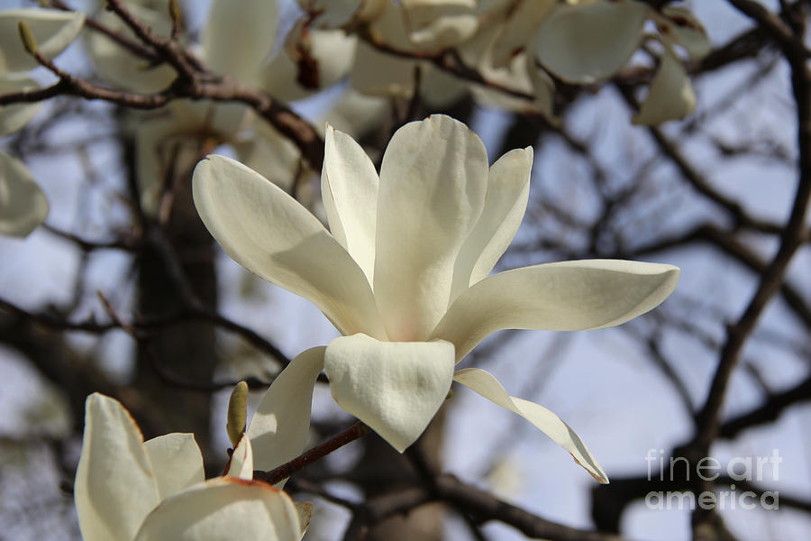 White Magnolia Flower I Photograph by Anne Nordhaus-Bike