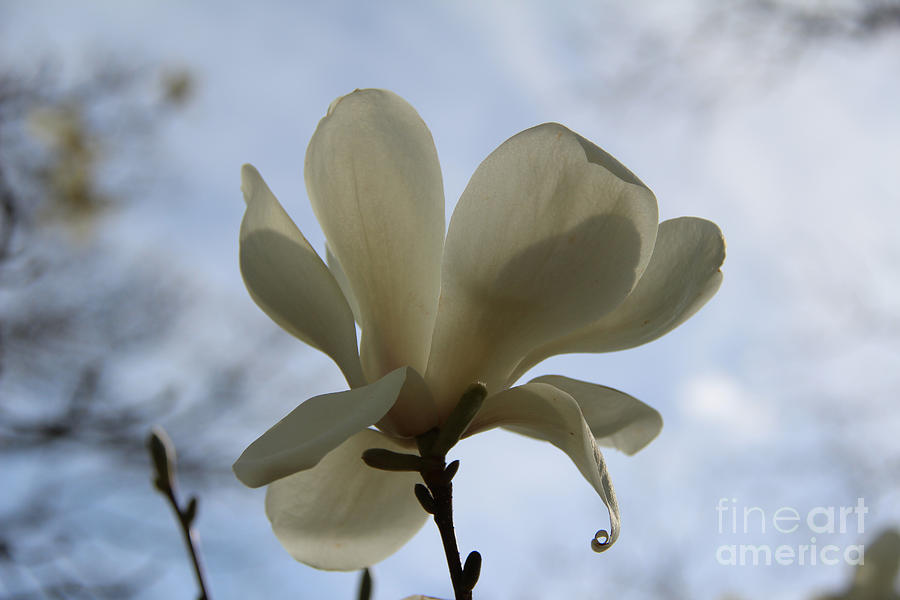 White Magnolia Flower II Photograph by Anne Nordhaus-Bike
