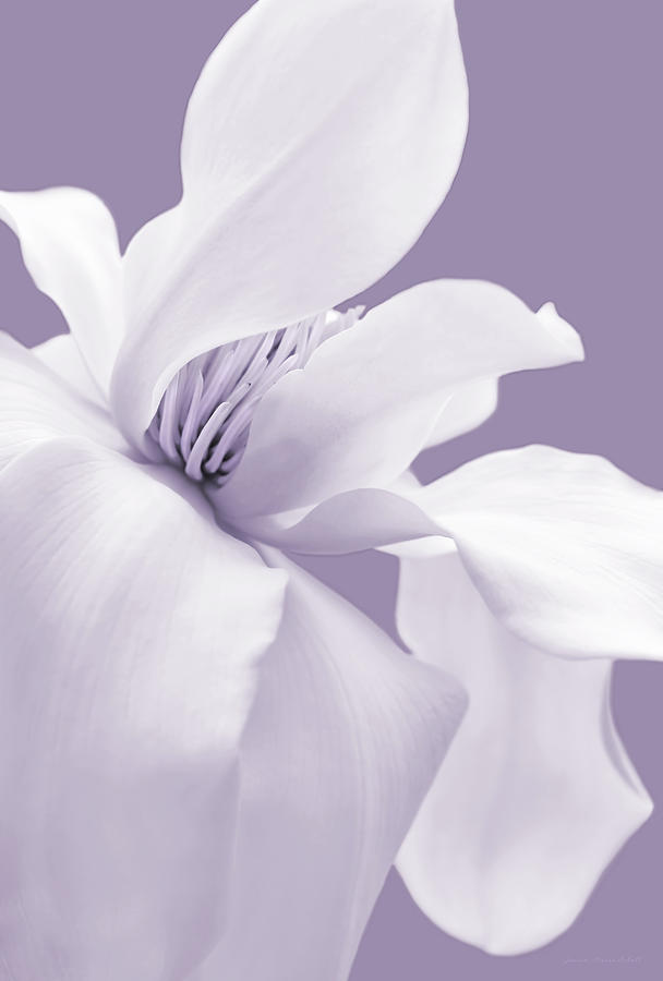 Magnolia Movie Photograph - White Magnolia Flower Lavender by Jennie Marie Schell