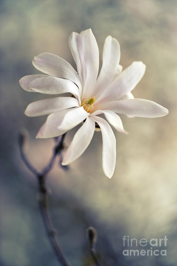 Magnolia Movie Photograph - White magnolia stellata by Jaroslaw Blaminsky