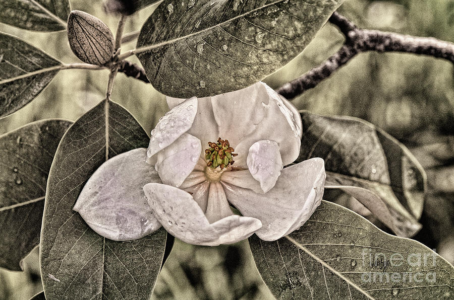 White Magnolia Photograph by Lois Bryan