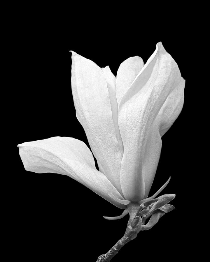 White Magnolia On Black Photograph by Gill Billington