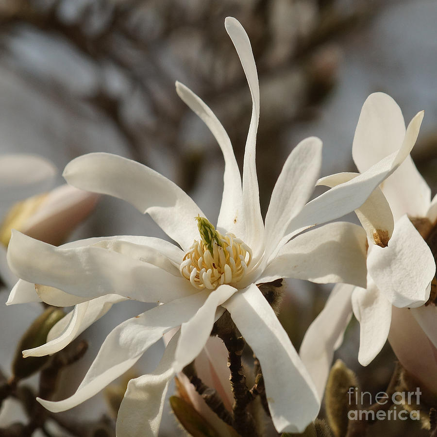 White Magnolia 2 Photograph by Rudi Prott