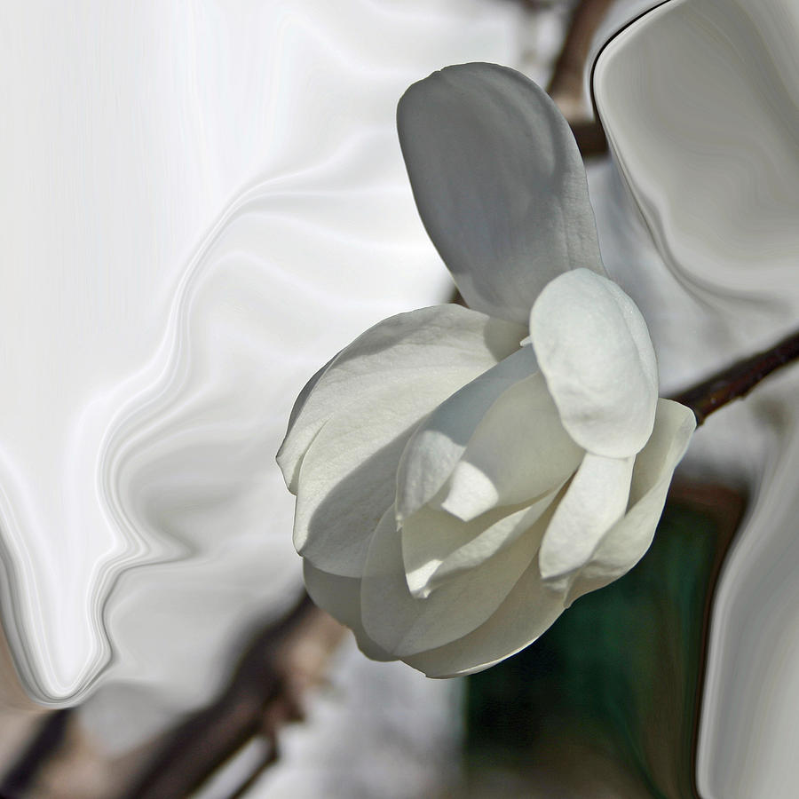 White Magnolia Series 510 Photograph by Jim Baker
