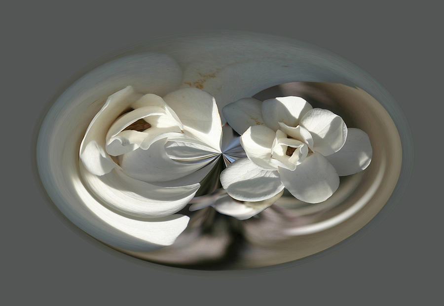 White Magnolia Series 511 Photograph by Jim Baker