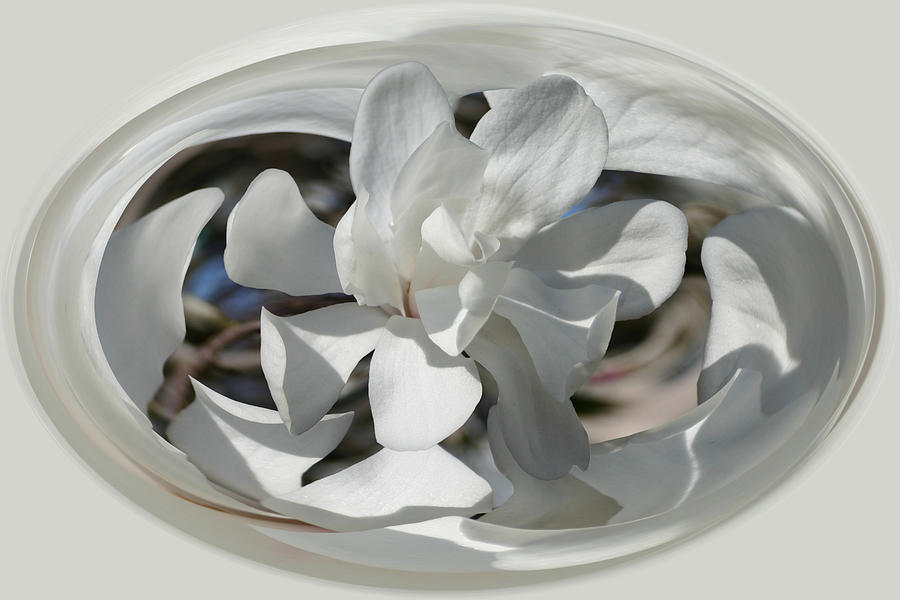 White Magnolia Series 512 Photograph by Jim Baker