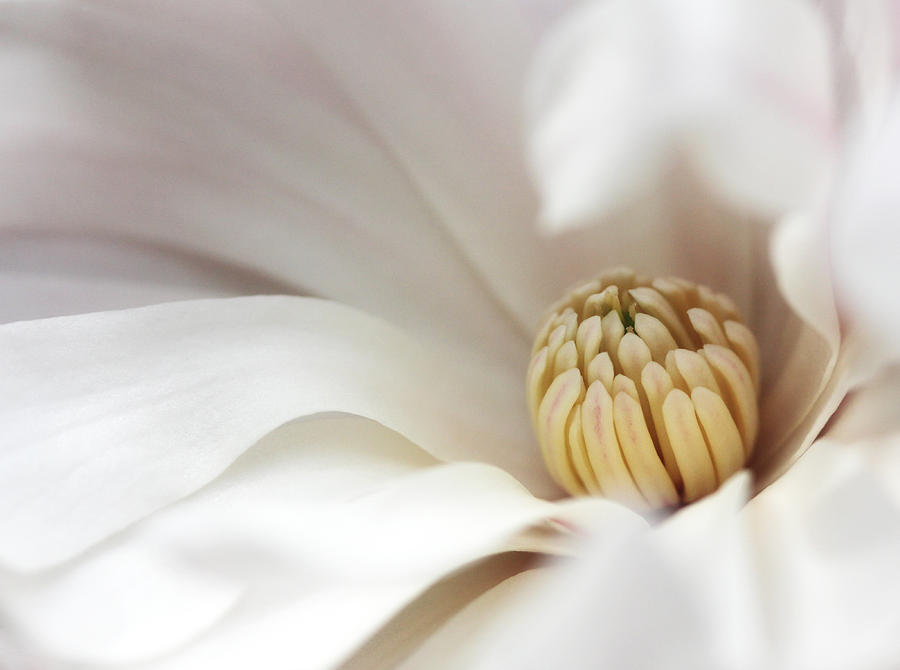 White Magnolia Photograph by Trina  Ansel