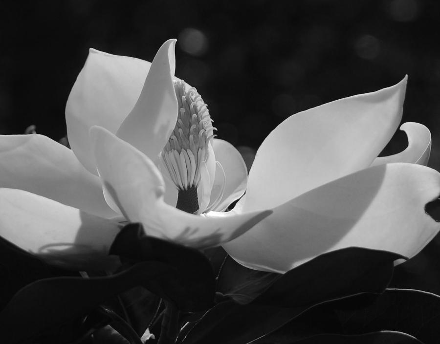 Magnolia Movie Photograph - White Magnolia Unfolding in Black and White by Suzanne Gaff