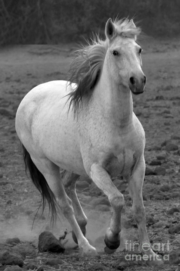 White Mare Approaches Number One Close Up Black and White Photograph by Heather Kirk