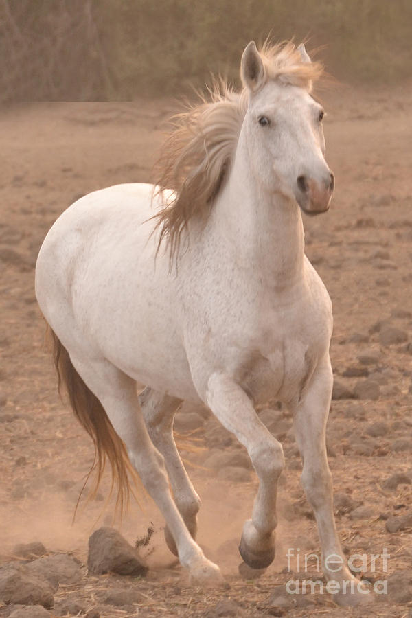 White Mare Approaches Number One Close Up Muted Photograph by Heather Kirk