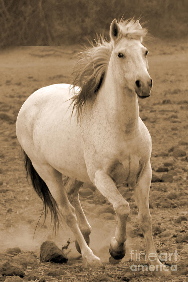 White Mare Approaches Number One Close Up Sepia Photograph by Heather Kirk