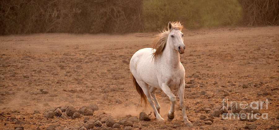 White Mare Approaches Number One Panoramic Brighter Photograph by Heather Kirk