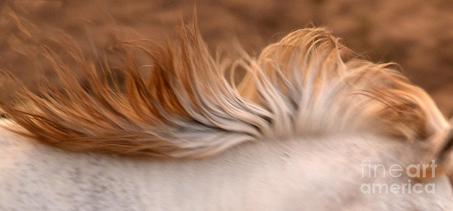 White Mare Mane Number One Close Up Panoramic Brighter Photograph by Heather Kirk