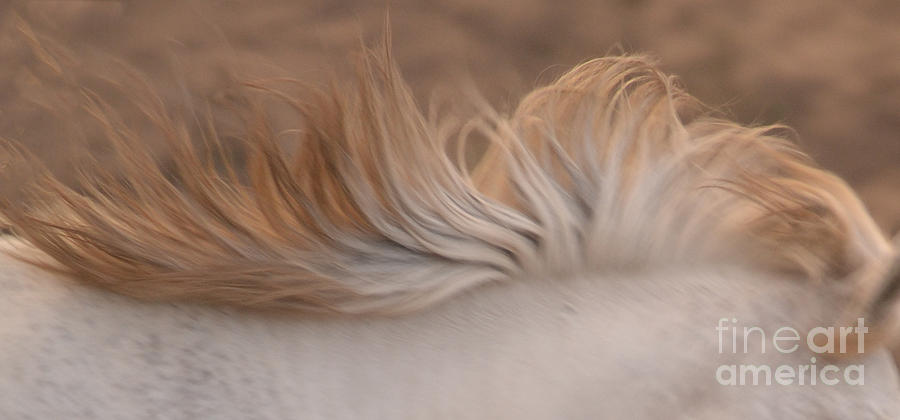 White Mare Mane Number One Close Up Panoramic Muted Photograph by Heather Kirk