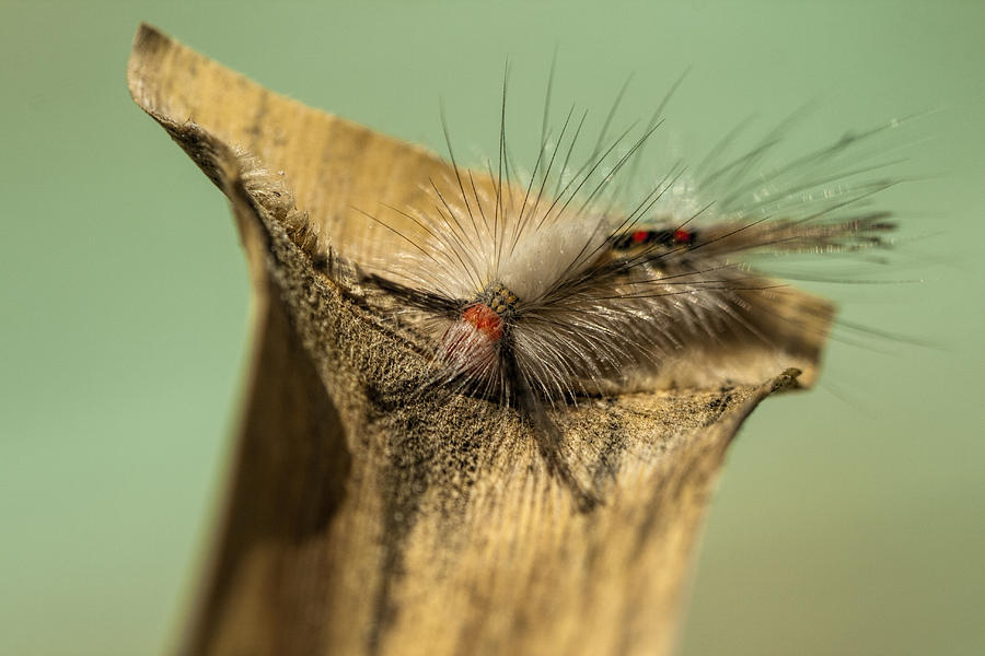 White-marked Tussock Moth Caterpillar - Orgyia leucostigma Photograph by Kathy Clark