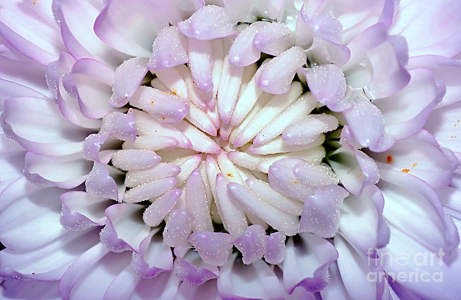 Nature Photograph - White Mauve Miniature Dahlia - Close up by Kaye Menner