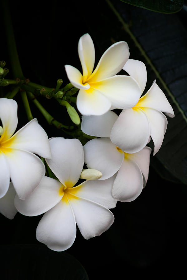 Flor De Mayo Photograph - White May by Mario Morales Rubi