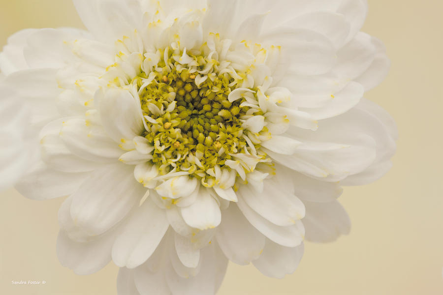 White Mini Chrysanthemum Macro Photograph by Sandra Foster