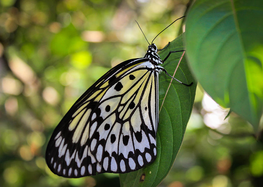 White Monarch Butterfly Photograph by George Kenhan