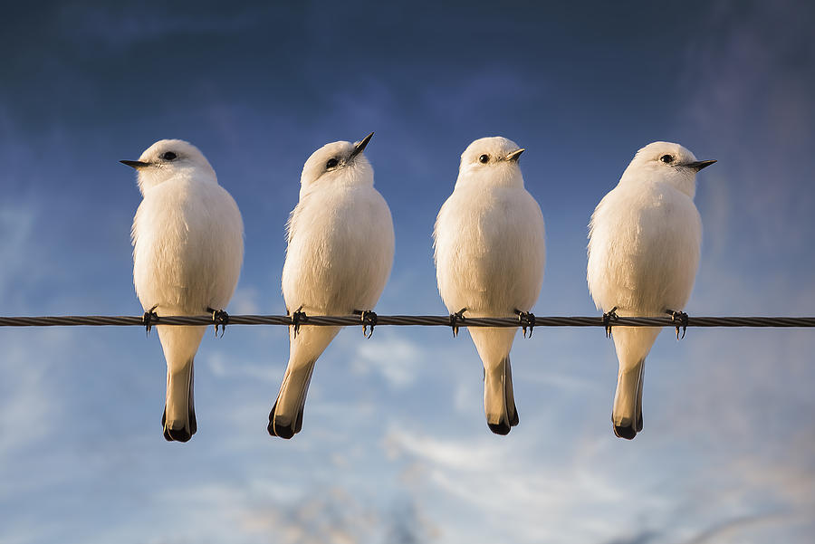 Dove Photograph - White Monjita by Chechi Peinado