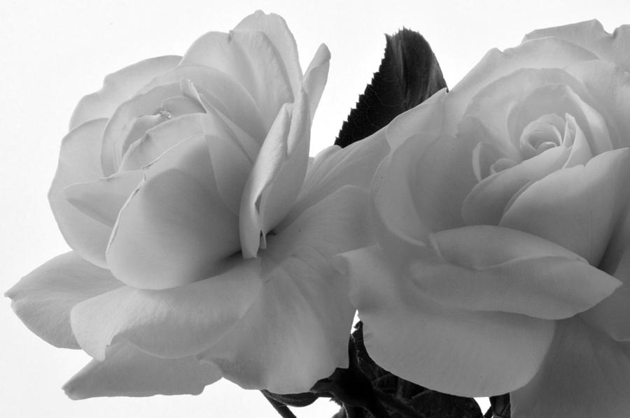 White Monochrome Roses. Photograph by Terence Davis