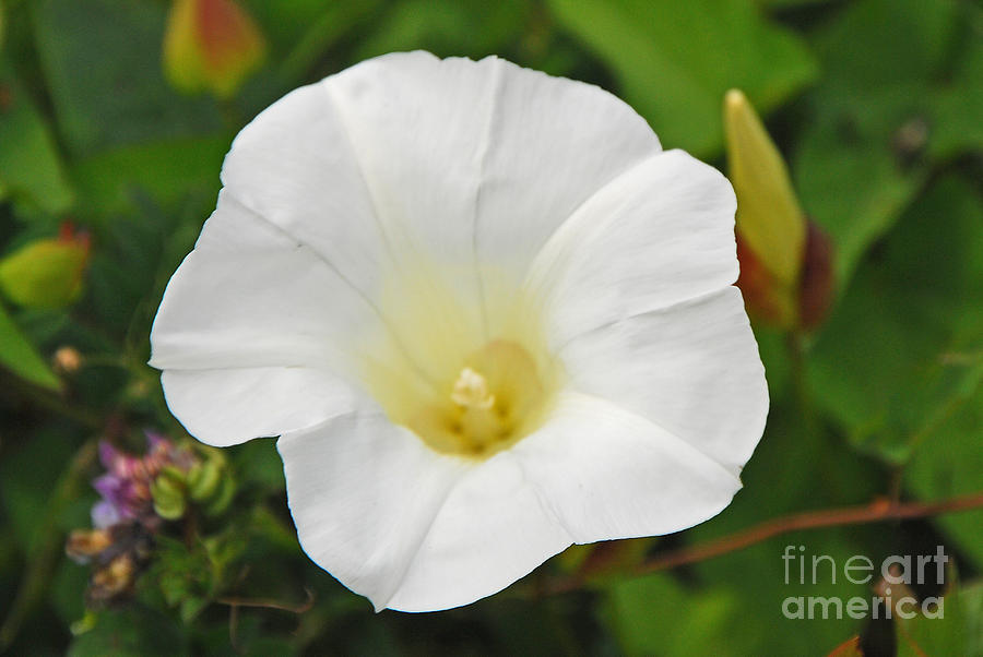 White Morning Glory Photograph by Mary Carol Story