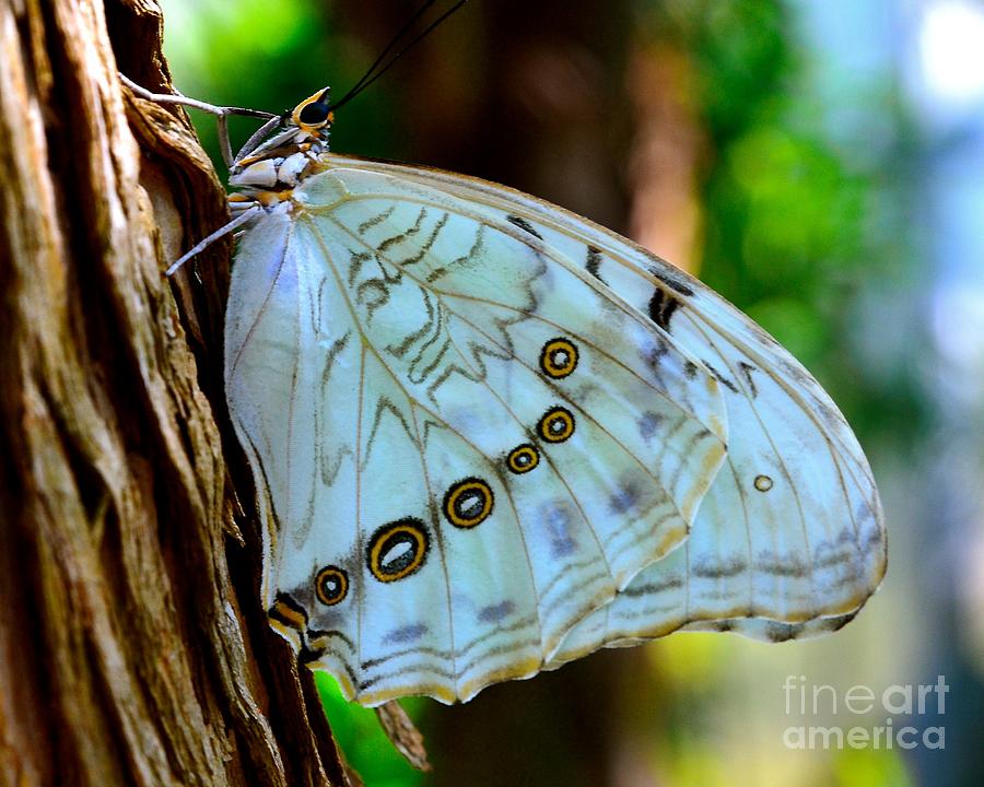 Gainesville Photograph - White Morpho Butterfly by AnnaJo Vahle