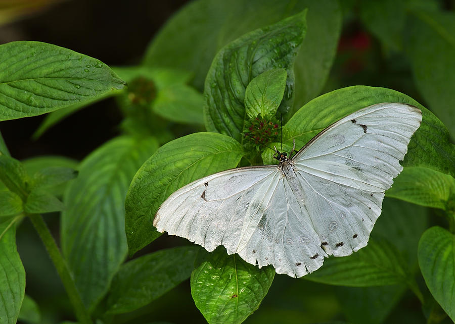 White Morpho Butterfly Photograph by Bill Dodsworth