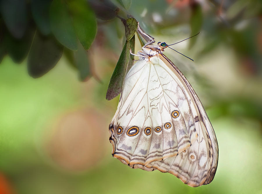White Morpho Butterfly Photograph by Carol Eade