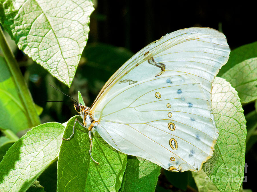 White Morpho Butterfly Photograph by Millard H. Sharp