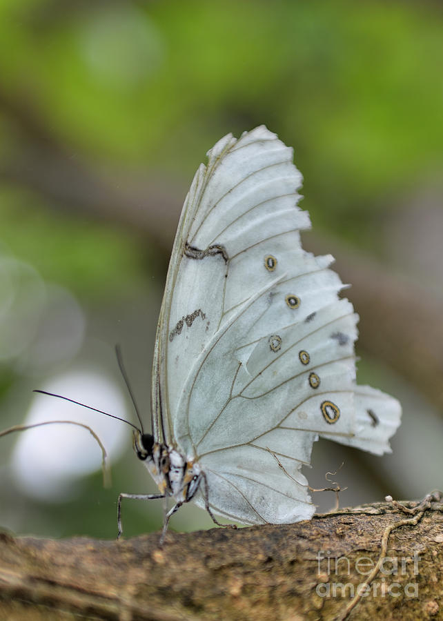 White Morpho Butterfly Photograph by Olga Hamilton