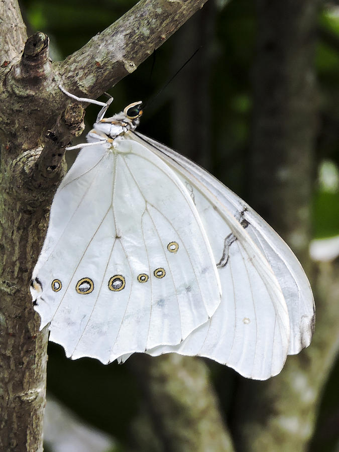 Butterfly Photograph - White Morpho Butterfly by Penny Lisowski