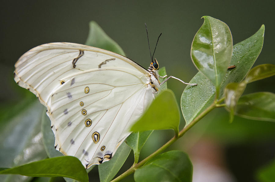 Butterfly Photograph - White Morpho Butterfly by Saija Lehtonen