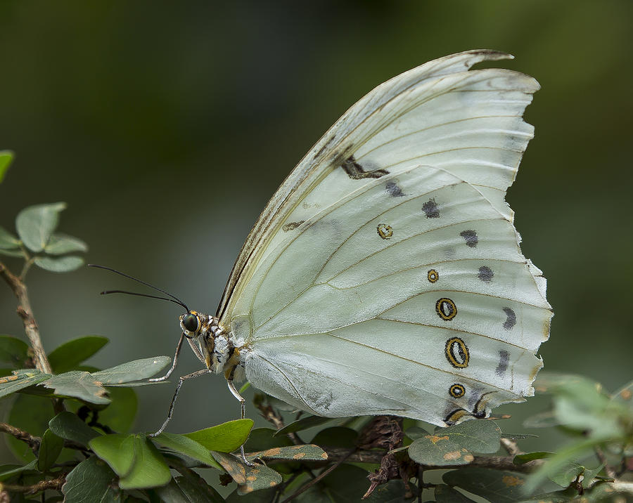 White Morpho Butterfly Photograph by Sean Allen