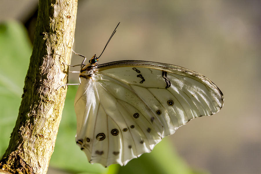 White Morpho Butterfly Photograph by Teri Virbickis