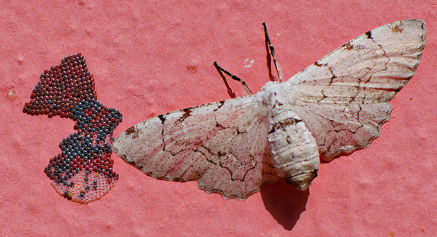 White Moth and Eggs Photograph by Camilla Fuchs | Fine Art America