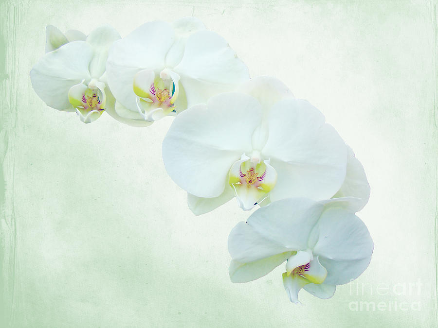 White Moth Orchids - Phalaenopsis Photograph by Carol Senske