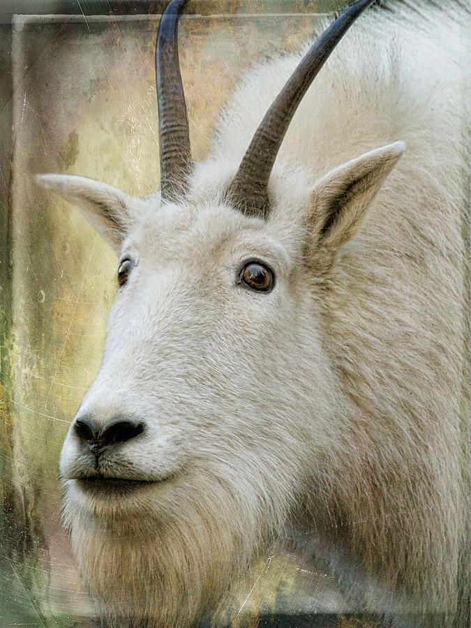 White Mountain Goat Photograph by Steve McKinzie