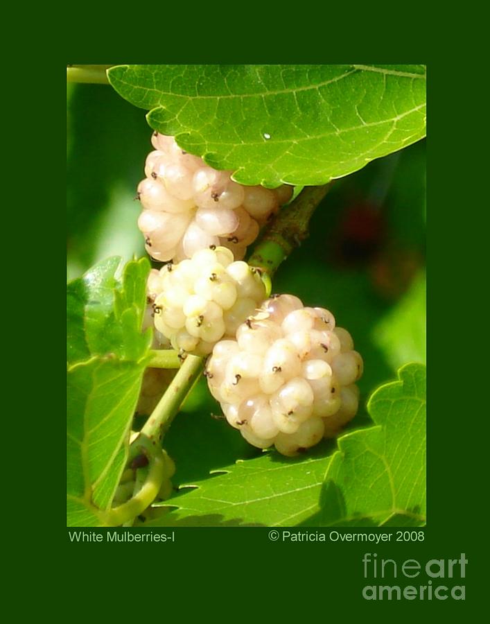 White Mulberries-I Photograph by Patricia Overmoyer