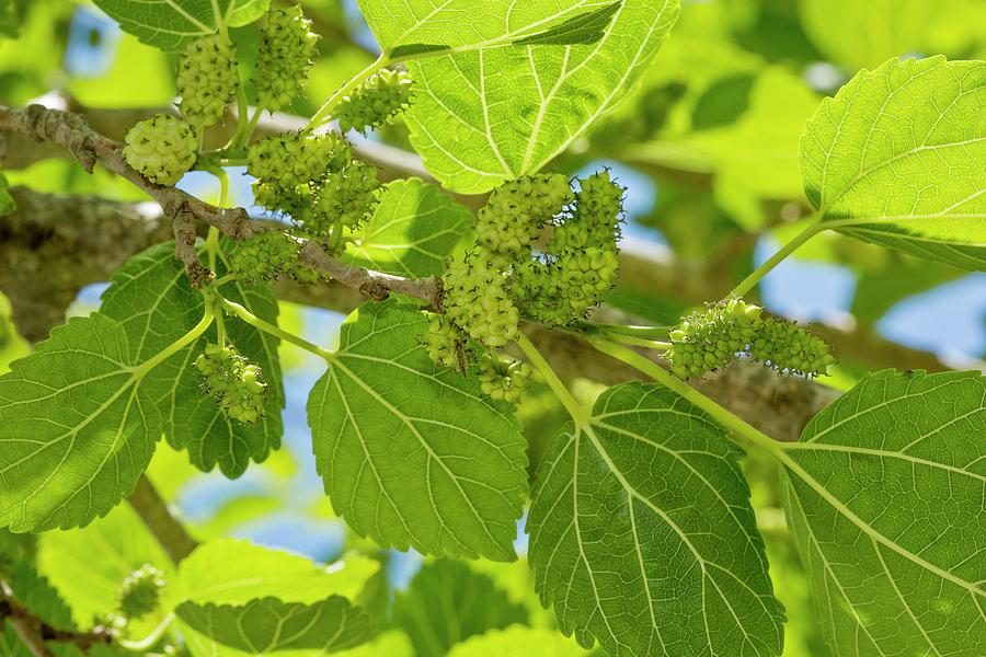 White Mulberry Tree – Green Thumbs Garden