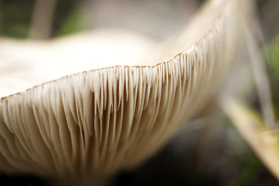 White Mushroom Gills Closeup Photograph by Marilyn Hunt